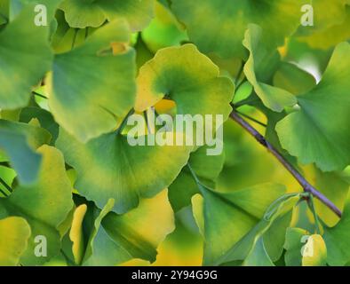 Herbsthintergrund mit grünen und gelben Gingko-Blättern Stockfoto