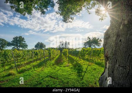 Morellino di Scansano Weinberge und ein Baum im Herbst. Maremma, Provinz Grosseto, Toskana, Italien Stockfoto