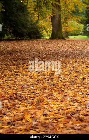 Wunderschöne farbige Herbstblätter im örtlichen Park in Bristol Stockfoto