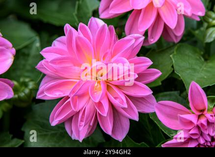 Wunderschöner rosa Garten Dahlia in voller Blüte im Sommer. Sorte Dahlia Dahlietta Emily ('Daparos') Stockfoto