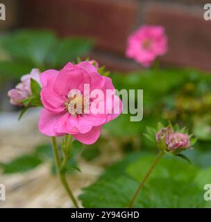 Ziererdbeerpflanze in der Blüte. Abwechslungsreiche Sommerbrise. Stockfoto