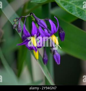 Bittersüße Nachtschattenblume, auch bekannt als Poisonberry, Blue Bindweed und Woody Nightshade. Botanischer Name Solanum dulcamara. Aufgenommen bei Priddy Miner Stockfoto