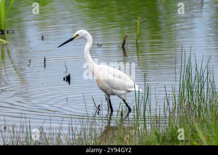 Little Egret auf der Suche nach Essen im Chew Valley Lake, Somerset, Großbritannien Stockfoto