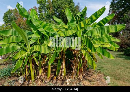 Bananenbaumpflanze am Ende der Saison mit etwas Blattwerk, das braun wird, Nahaufnahme im Herbst an einem sonnigen Tag Stockfoto
