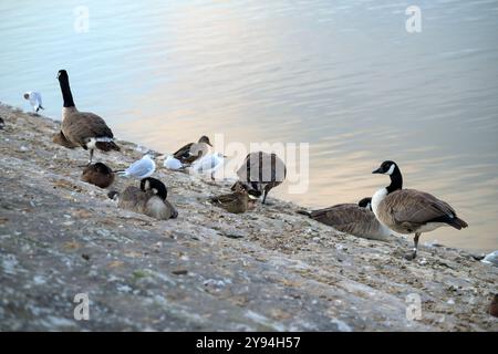 Kanadiengänse, Schwarzkopfmöwen und Stockenten ruhen und stehen am Rande des Chew Valley Lake, Somerset Stockfoto