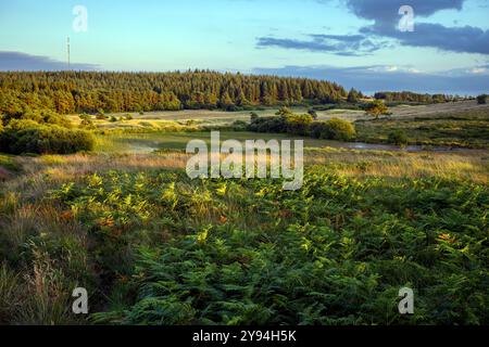 Blick auf die Priddy Pools, die im Sommer mit Schilf bewachsen sind, und Priddy Mineries, die Mendips, Somerset, aufgenommen zur goldenen Stunde mit dem Mendip Mast auf Stockfoto