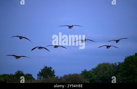Silhouetten von Kanadas, die vor einem hellblauen Abendhimmel fliegen. Von der Herriots Bridge am Chew Valley Lake, Großbritannien Stockfoto