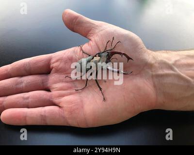 Ein männlicher europäischer Hirschkäfer sitzt auf einer Hand Stockfoto