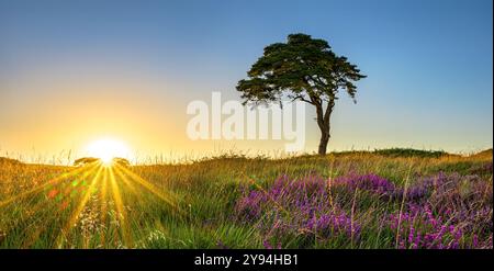 Der bekannte Baum in Priddy Mineries, der den Priddy-Teich überblickt, während die Sonne hinter dem Horizont mit einem Starburst-Effekt und Heidekraut untergeht Stockfoto