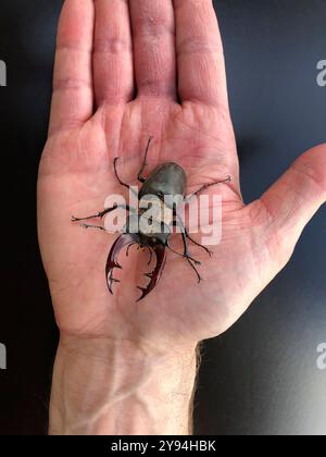 Ein männlicher europäischer Hirschkäfer sitzt auf einer Hand Stockfoto