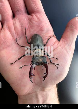 Ein männlicher europäischer Hirschkäfer sitzt auf einer Hand Stockfoto