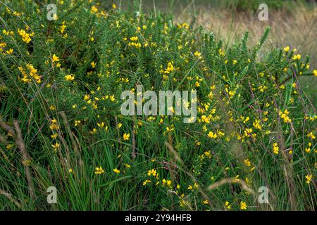 Ginster wächst in Priddy Mineries, Somerset, Großbritannien in voller Blüte mit seinen gelben Blüten im Sommer Stockfoto