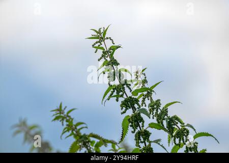 Brennnessel, die hoch werden und im Wind wehen, nahe Devizes, Großbritannien Stockfoto