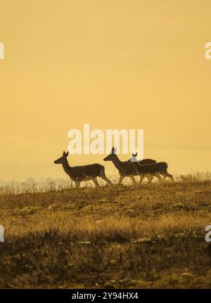 Red Deer Silhouetten auf den Quantock Hills, Somerset, Großbritannien, kurz nach Sonnenaufgang in der goldenen Stunde Stockfoto