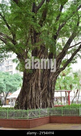 Chinesischer Banyan-Baum im Park, Sham Shui Po, Hongkong Stockfoto