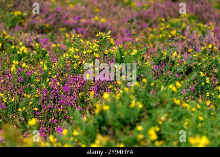 Heide und Ginster wachsen auf den Quantocks in Somerset, die im Spätsommer beeindruckende Lila-, Rosa-, Gelb- und Grüntöne bieten Stockfoto