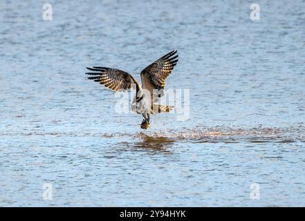 Juvenile Osprey am Chew Valley Lake tauchen und Fische fangen, die beringt sind und IM2 haben und aus Contin in Schottland stammen Stockfoto