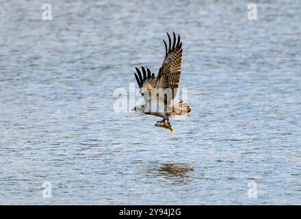 Juvenile Osprey am Chew Valley Lake tauchen und Fische fangen, die beringt sind und IM2 haben und aus Contin in Schottland stammen Stockfoto