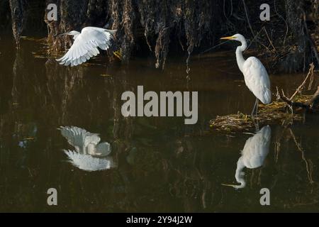 Der große Weißreiher saß am Flussufer mit dem kleinen Egret im Flug, aufgenommen am Chew Valley See mit Reflexionen Stockfoto