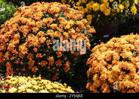 Traditionelle orangene Herbstmütter aus nächster Nähe Stockfoto