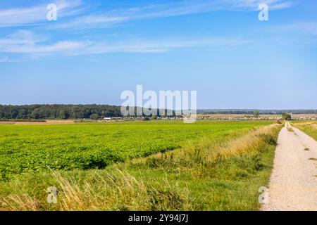 Rote Elektrolokomotive fährt auf dem Land zwischen Bäumen. Hochwertige Fotos Stockfoto