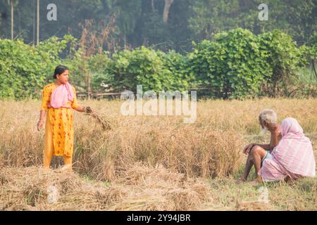 Debidwar: 14. Dezember 2023-weibliche Arbeiterin, die Reisfelder auf dem Feld Bangladesch schneidet. Stockfoto