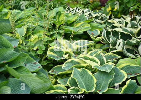 Üppiges Frühlingslaub mit gemischten Hostas oder Kochbananen-Lilie im britischen Garten Mai Stockfoto
