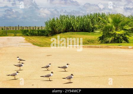 Möwen stehen auf einer Schotterstraße am Rand der Golfküste in Texas City, Texas, USA Stockfoto