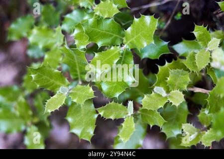 Ilex aquifolium, Acebo, Stechpalmenblätter, Proaza, Asturien, Spanien Stockfoto