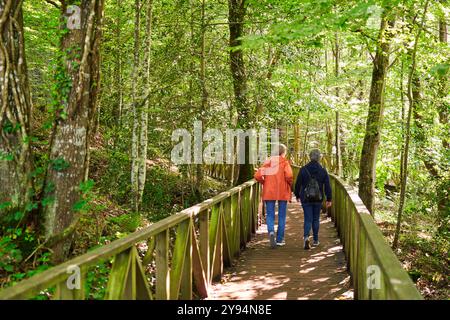 Zwei Frauen, die den Laufsteg hinunterlaufen, den Mammutbaumwald Monte Cabezón, das Naturdenkmal der Mammutbäume von Monte Cabezón, Cabezon de la Sal, Cantabria, Spa Stockfoto