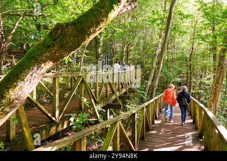 Zwei Frauen, die den Laufsteg hinunterlaufen, den Mammutbaumwald Monte Cabezón, das Naturdenkmal der Mammutbäume von Monte Cabezón, Cabezon de la Sal, Cantabria, Spa Stockfoto