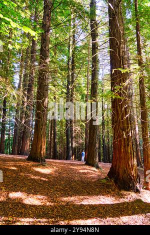 Mammutbaumwald Monte Cabezón, Naturdenkmal der Mammutbäume von Monte Cabezón, Cabezon de la Sal, Kantabrien, Spanien Stockfoto