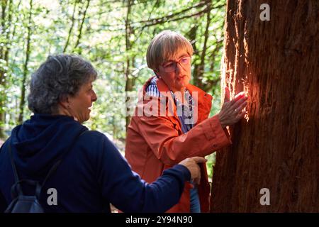 Zwei Frauen, die die Rinde eines Mammutbaumbaums betrachten, Monte Cabezón Mammutbaumwald, Naturdenkmal der Mammutbäume von Monte Cabezón, Cabezon de la Sal, C. Stockfoto