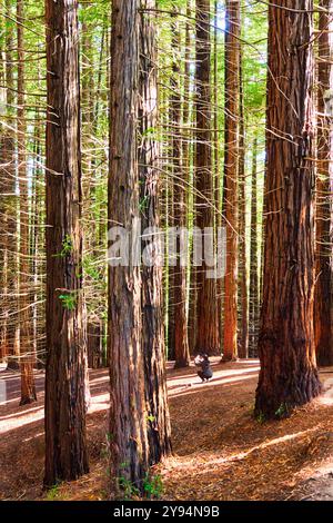 Mammutbaumwald Monte Cabezón, Naturdenkmal der Mammutbäume von Monte Cabezón, Cabezon de la Sal, Kantabrien, Spanien Stockfoto