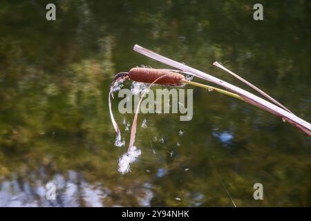 Nahaufnahme des Katzenschwanzflusses auf kleinem See Hintergrund am sonnigen Herbsttag Stockfoto