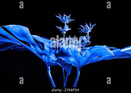 Natürliche Landschaft in Cyan auf schwarzem Hintergrund Stockfoto