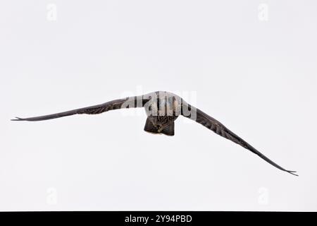 Jungfalke (Falco peregrinus) im Flug, North Cliffs, Cornwall. Stockfoto