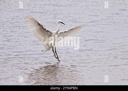 Little Egret (Egretta garzetta) landet an der Hayle Mündung in Cornwall. Stockfoto