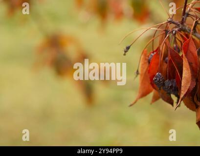 Farbenfroher Natur-Hintergrund in einem Stadtpark Stockfoto