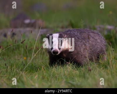 Wild Badger, der direkt in die Kamera [meles meles] in Bristol, Großbritannien, schaut Stockfoto