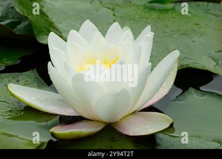 Weiße Seerosenblume, Nymphaea alba im Teich, Nahaufnahme. Volle Blüte. Mit Tropfen auf Blütenblättern nach Regen. Große Blätter um die Pflanze herum. Trencin, Slowakei Stockfoto