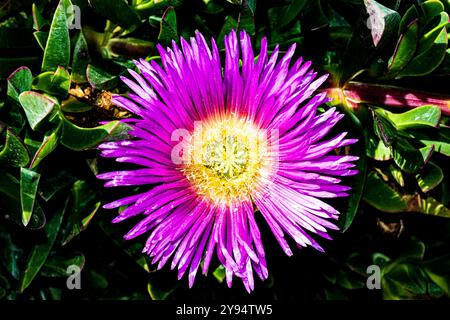 Nahaufnahme einer rosa Blume mit grünem Hintergrund Stockfoto