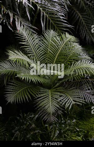 Blechnum gibbum 'Silver Lady' Farn. Stockfoto