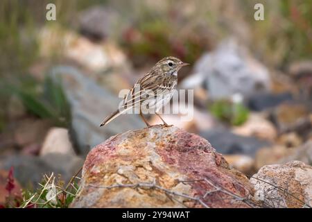 Berthelots Pipit (Anthus berthelotii) steht auf einem Stein in einem Garten Stockfoto