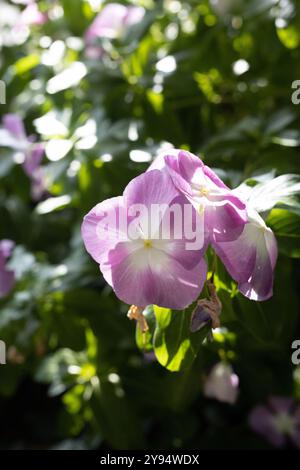 Catharanthus roseus - Madagaskar-Periwinkle-Blüten. Stockfoto