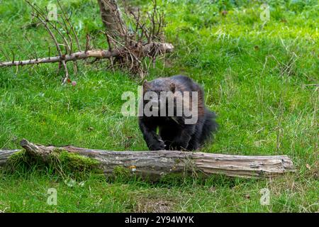 Wolverine / Glutton / Carcajou (Gulo gulo), das in Skandinavien, Westrussland, Sibirien, Kanada und Alaska lebt Stockfoto