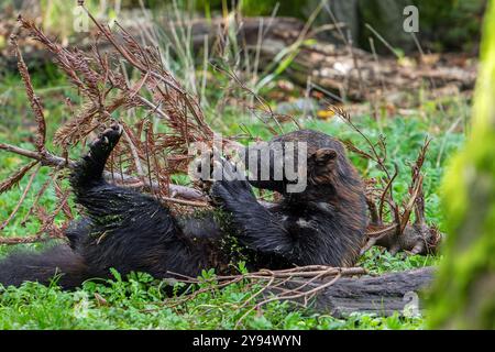 Wolverine / Glutton / Carcajou (Gulo gulo) auf dem Rücken in der Taiga, die in Skandinavien, Westrussland, Sibirien, Kanada und Alaska beheimatet ist Stockfoto