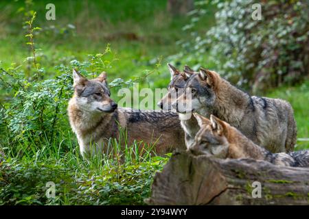 Wolf Pack von vier eurasischen Wölfen / Europäische Grauwölfe (Canis Lupus Lupus) Jagd in Wald / Wald Stockfoto