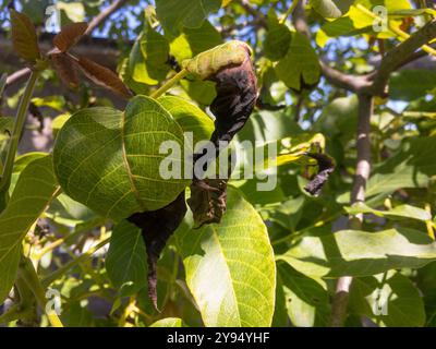 Verbrannte Blätter des Persischen Nusswurfs (juglans regia) nach dem Einfrieren im extrem kalten Frühling Stockfoto