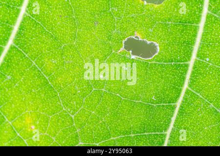 Atemberaubende, hochwertige Makrofotografie, die die komplizierten Details der natürlichen Schönheit einfangen lässt. Perfekt für Naturliebhaber und Botaniker. Stockfoto